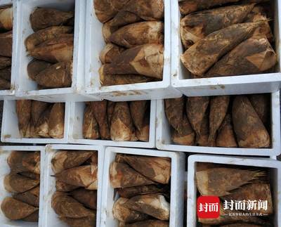 四川宜賓長寧冬筍進(jìn)入產(chǎn)銷旺季 一個(gè)工廠一天銷售數(shù)萬斤